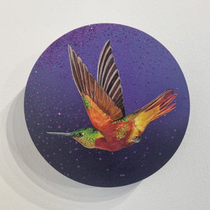 Louise McNaught -  Chestnut Bellied Hummingbird Circular painting