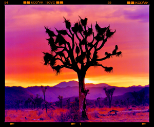 Joshua Tree Landscape, Mojave Desert, California, 2002, Framed