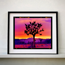 Load image into Gallery viewer, Joshua Tree Landscape, Mojave Desert, California, 2002, Framed