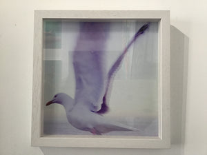 Emily Paxton - Seagull 31x31cm Framed Photograph