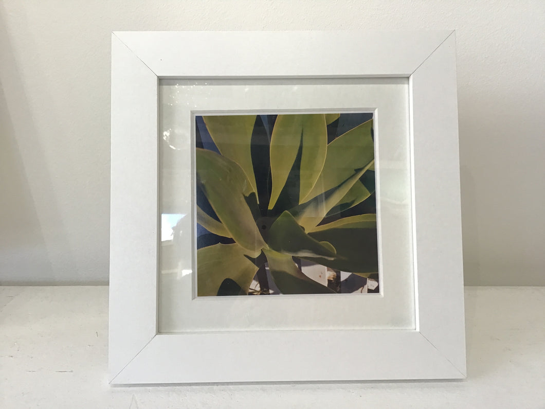 Emily Paxton - Cacti Shadows in Texas - Small Framed Photograph