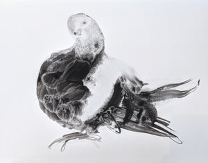 Benedict Gubb - Pigeon Print 2 - Giclee - Unframed