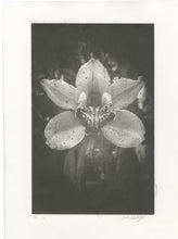 Load image into Gallery viewer, Amber Eddy - Falling Into The Orchid Field - Print