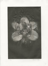Load image into Gallery viewer, Amber Eddy - Falling Into The Orchid Field - Print