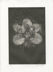 Amber Eddy - Falling Into The Orchid Field - Print
