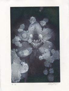 Amber Eddy - Falling Into The Orchid Field - Print