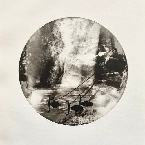 Rosie Emerson - Black Swan, Photopolymer etching on paper - framed