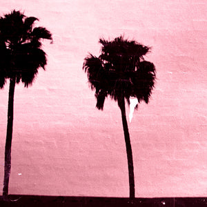 Emily Paxton - Palm shadows in Venice-CA Framed Photograph